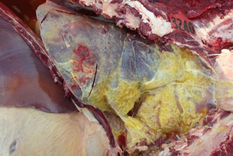 Fig. 1. The open-chest view shows cranioventral consolidation and fibrin on the pleural surface