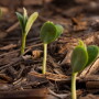 soybean_emerge.jpg