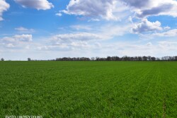 green wheat field by Lindsey Pound