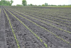 seedling corn field