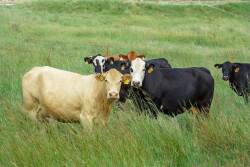 Cedar Vale Ranch