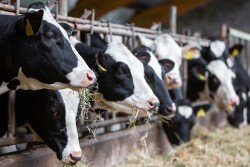 DairyHerd_Article_Header.jpg