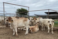 Brahman at BCS