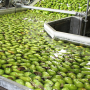 Washington and Oregon pear growers expect the fourth-largest crop this season, according to Pear Bureau Northwest.