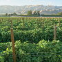 Prime Time International was expected to start harvesting red and yellow bell peppers in the Oxnard area, shown here last year, in July, says Katy Johnson, marketing assistant.