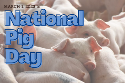 National Pig Day 2023