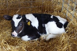 If you sell your bull calves shortly after birth, it’s tempting to send them down the road with no colostrum. But those animals, the industry as a whole, and hopefully your own bottom line, will be far better served if you take the time to get them the colostrum they need. 