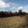 BRD is the largest drain on all segments of the industry, but we are closer to technology that enhances animal well-being and improving operation efficiency.