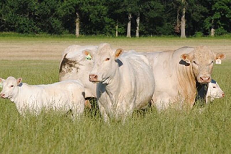 Charolais cattle