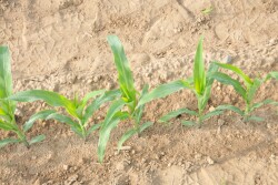USDA's acreage numbers injected a substantial amount of uncertainty into both markets that appears set to stay in place throughout the summer, according to University of Illinois agricultural economist Todd Hubbs.
