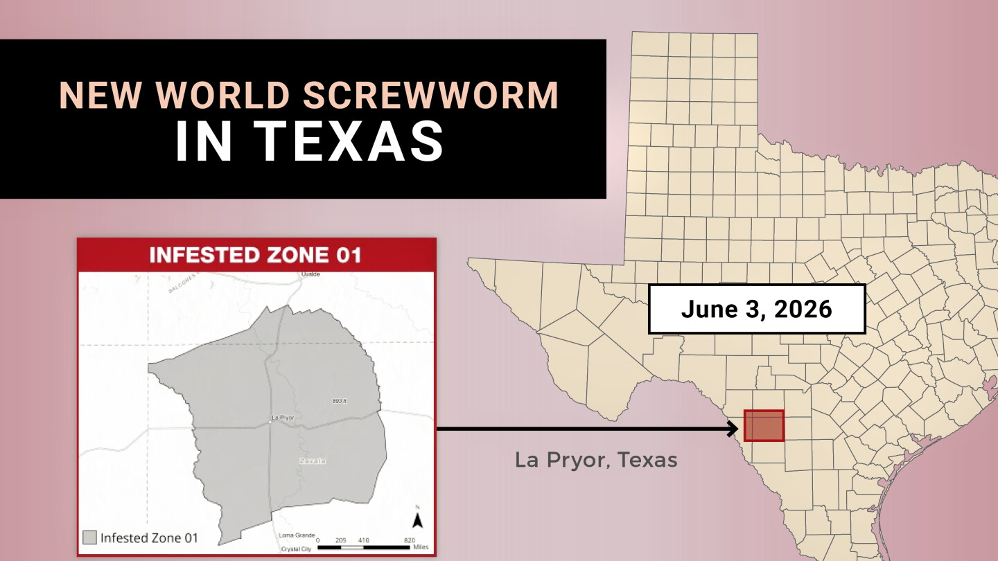 New World Screwworm Reaches Texas: Pork Producers Respond to Threat