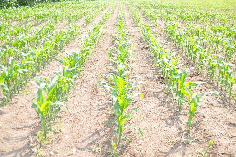 You might be seeing yellow corn across the countryside this week.