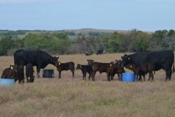 BT_Cow_Calf_Mineral