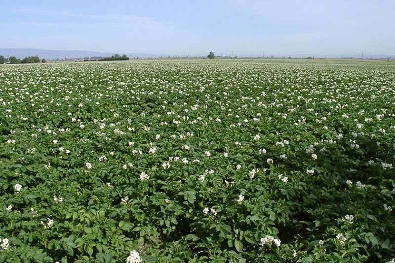 washington russet fields