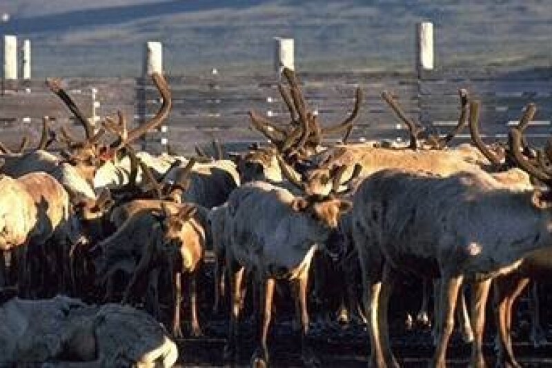 Reindeer