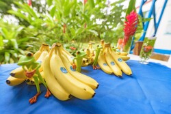 Chiquita bananas on table