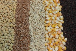 Grains_Oilseeds.JPG