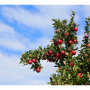 Envy Apple Tree.png