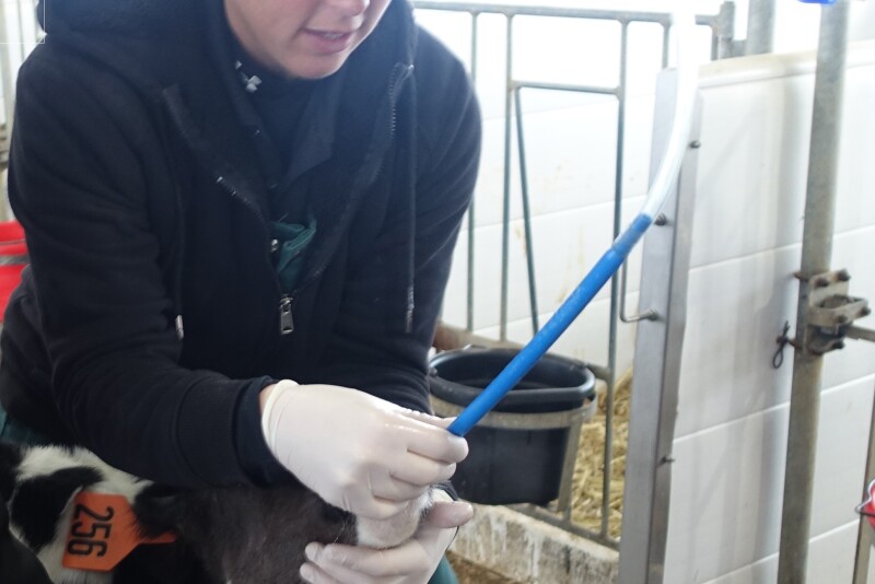 An esophageal tube feeder can be a lifeline for young calves, delivering colostrum, milk or electrolytes when they are unable to suckle a bottle. But incorrect use of these feeders can be dangerous or even deadly. The University of Wisconsin Dairy Extension team shares advice on the best methods for using tube feeders.