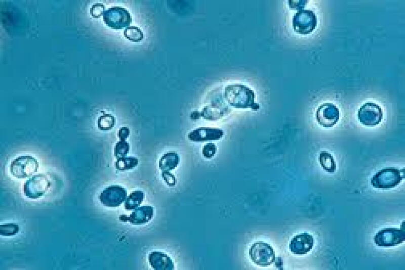 Yeast cultures potentially could produce any of dozens of cannabinoid compounds that occur in low concentrations in cannabis plants but might have medicinal value.