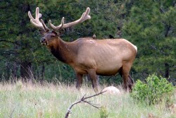 Elk-National_Park_Service