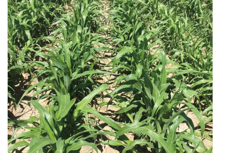 Inzen sorghum that has been treated with Zest WDG herbicide.