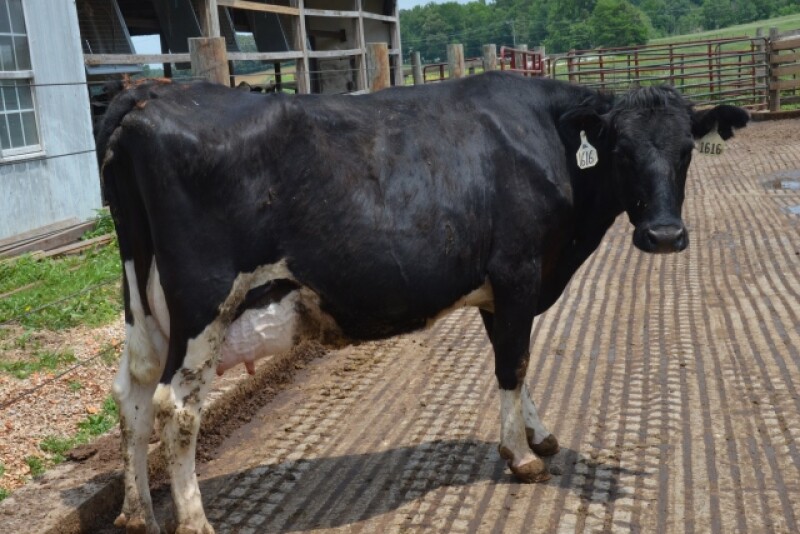 DT_Dairy_Cow