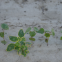 The smart sprayer searches for a particular crop and any plant that isn’t a match gets hit with a spot-on stream of herbicide.