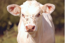 Charolais calf with face flies