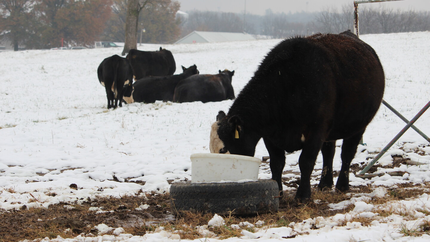 Trace Mineral Verification Program Supports Optimal Cattle Performance ...