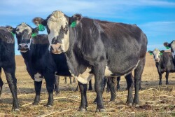 Cows-Walz-2023.jpg