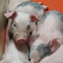 Piglets
