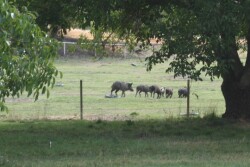 Feral swine are an invasive species causing extensive and costly damage and disease threats to crops, property, native ecosystems, livestock health, and human health.