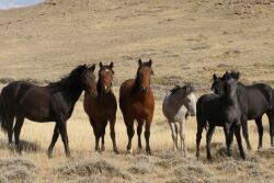 Keeping wild horses.