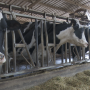 Even though livestock producers have come a long way in terms of animal care, there is still room for improvement. 