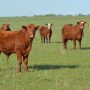 Administering implants can be economically justifiable to help stocker cattle be more efficient on grass. Choosing the right implant is key.