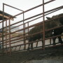 In this April 27, 2017 photo, truck driver Jose Luis Mayorga herds calves onto a truck in Reynosa, Mexico, across the border from McAllen, Texas.