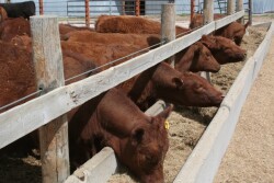 BT_Red_Cattle_Feed_Bunk