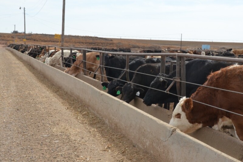 BT_Feedlot_Cattle_Bunk