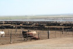 During the PMI, the calves acclimate to their new environment, stress levels decline, feed intake increases and immune suppression drops off, in part due to immune response to existing pathogens.