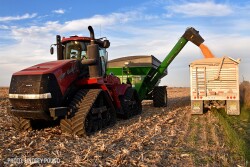 Corn Harvest