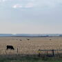 Grazing cornstalks