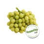 Sun World International Autumncrisp grapes