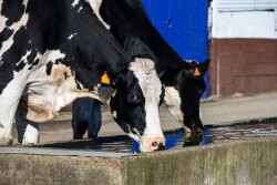 Dairy Cow Drinking Water