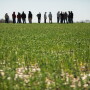 The CoverCress crop was developed using breeding and gene editing tools applied to pennycress. The company had a limited commercial launch in 2022 in select Missouri and Illinois counties. 
