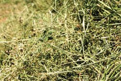 p44 A Faster Forage