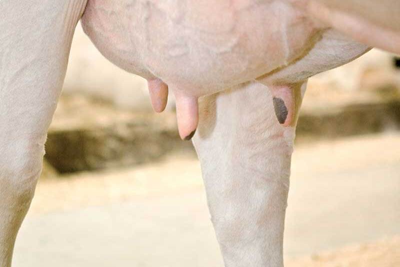 Winter-Teat-resize.jpg
