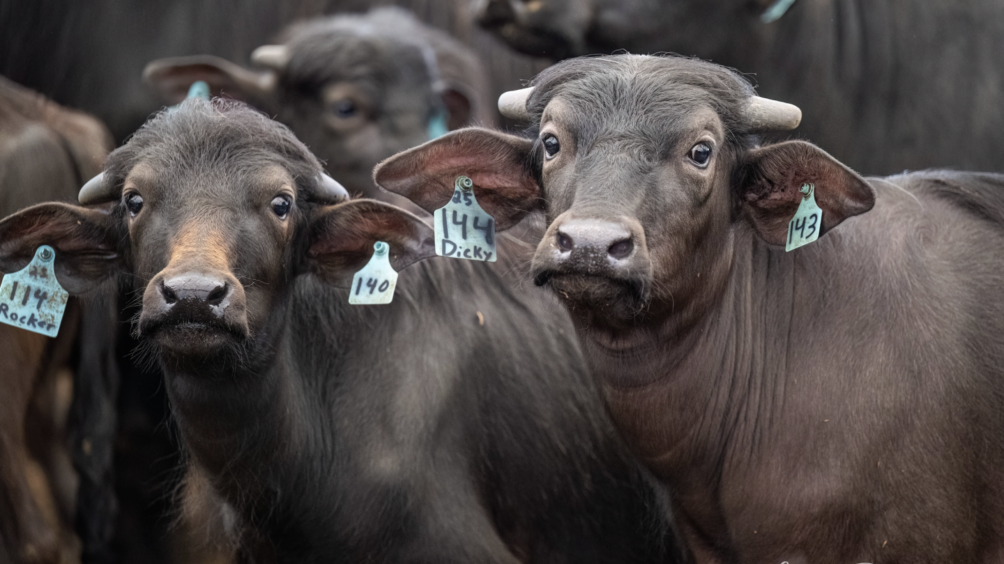 150 Water Buffalo, 3 Robots and a Different Kind of Dairy