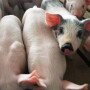 Scott Brown, livestock economist at the University of Missouri, shares his thoughts on the outlook of pork in 2023, including exports, and how producers might want to mitigate risk.