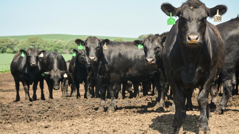 Feedlot